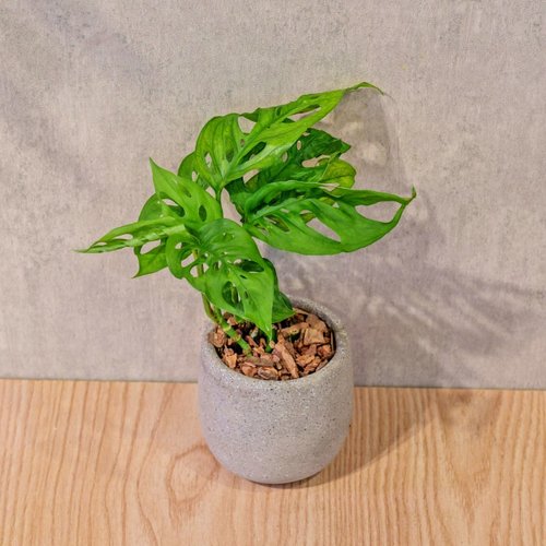 巧繪網植物館 窗孔龜背芋 桌上型水泥盆栽 觀葉植物 禮物 盆栽 交換禮物 植物