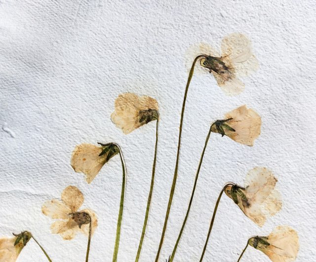 Viola Flower Pressed Real Dried Flowers, Pressed Flower