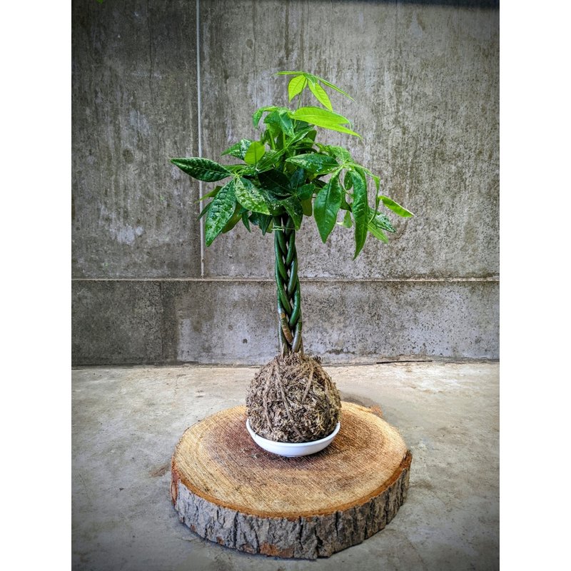 modeling moss ball plant - Plants - Plants & Flowers Green