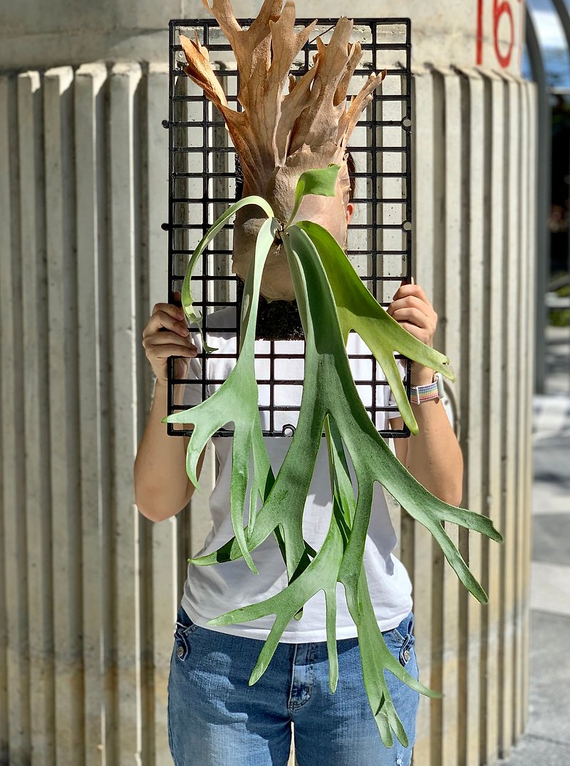 爪哇鹿角蕨美麗上板植物 - 植物/盆栽/盆景 - 植物．花 綠色