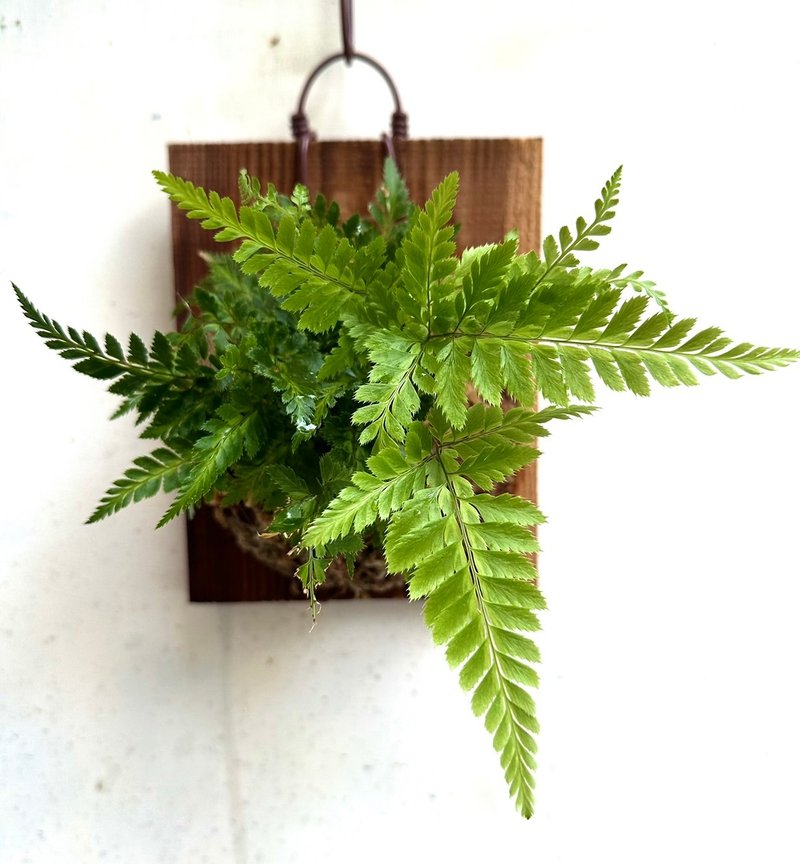 【蜥蜴蕨】 交換禮物  植物上板 上板植物 觀葉植物 生日禮物 - 盆栽/植栽 - 植物．花 