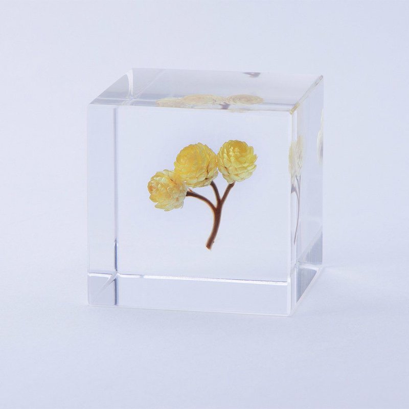 Sola cube permanent flower cube_the sun of the heart - ของวางตกแต่ง - พืช/ดอกไม้ สีใส