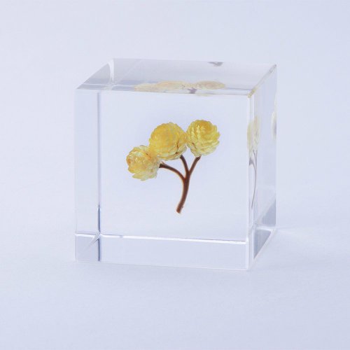usaginonedoko 京都兔之床 Sola cube 永久花立方塊 心的太陽