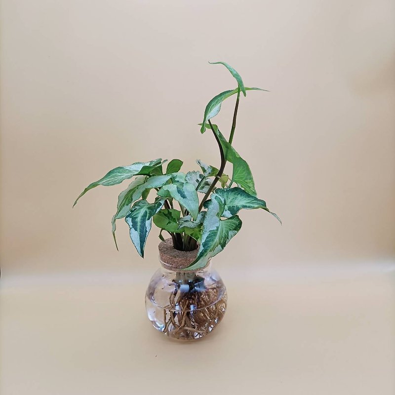 水培植物  合果芋 白綠尖葉合果芋 懶人植栽 玻璃圓瓶 室內植栽 - 植物/盆栽/盆景 - 植物．花 