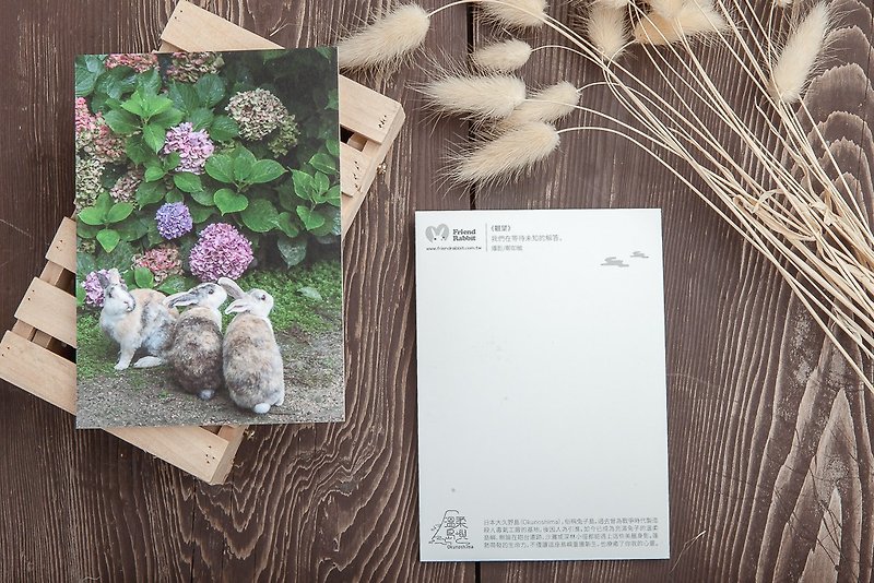 Rabbit Photography Postcard – Wait and See - การ์ด/โปสการ์ด - กระดาษ สีม่วง