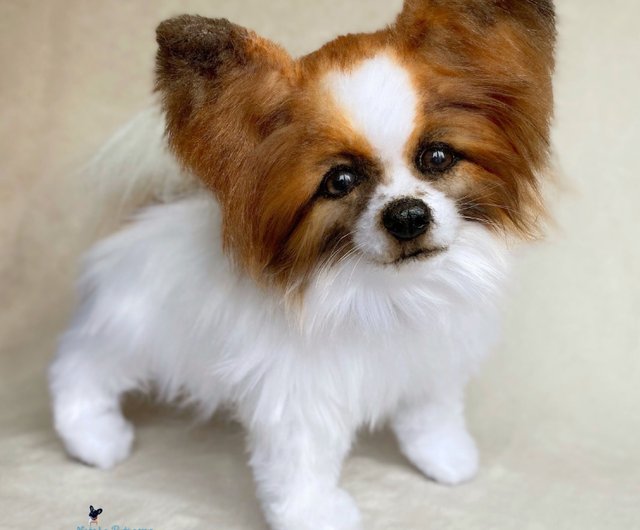 Toy Papillon Puppies, papillon dog