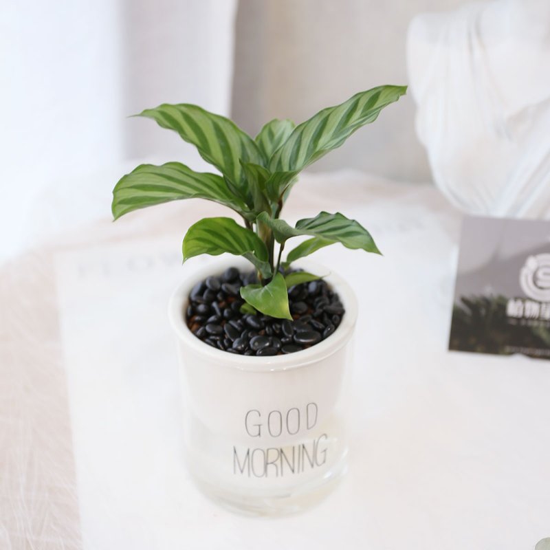 PD172 Green Leaf Arrowroot Water-absorbing Potted Plant/Indoor Plant/Lazy Plant/Environmental Greening/Home Decoration - Plants - Plants & Flowers 