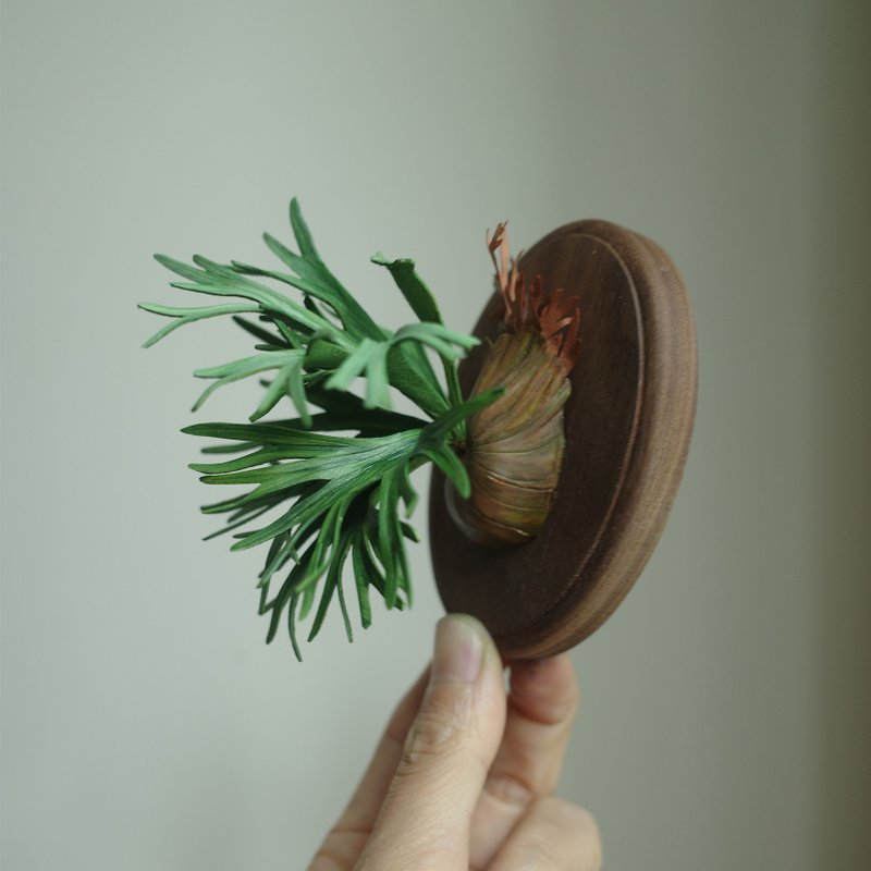 賽爾索鹿角蕨 platycerium willinckii celso tatsuta - 盆栽/植栽 - 真皮 
