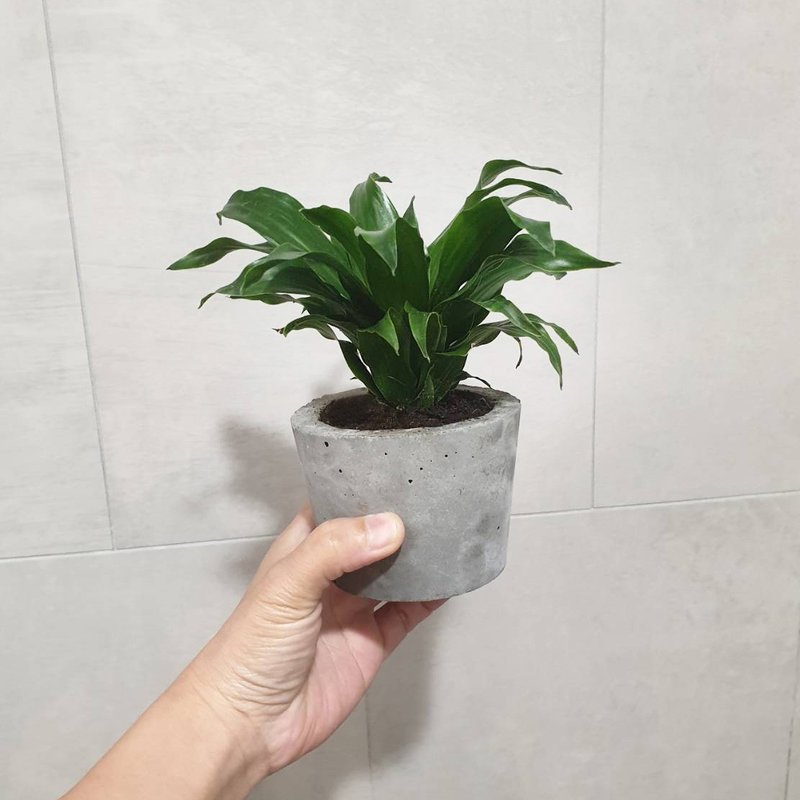 植物 阿波羅 室內盆栽 除塵 - 盆栽/植栽 - 水泥 綠色