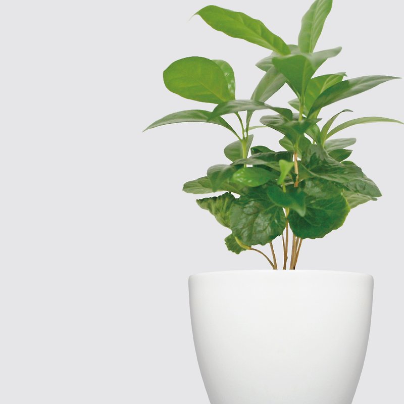 │Xiliシリーズ│コーヒー苗-水耕栽培植物自動給水怠惰な鉢植え植物 - 観葉植物 - 寄せ植え・花 