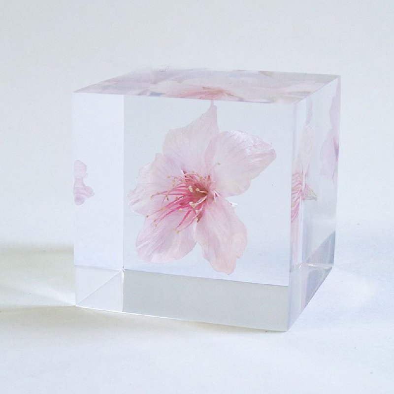 Sola cube Dahan Sakura Cube_noble and pure - Items for Display - Plants & Flowers Transparent