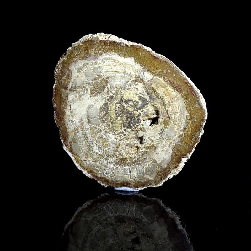 【木化石】- 800 - 其他 - 水晶 黑色