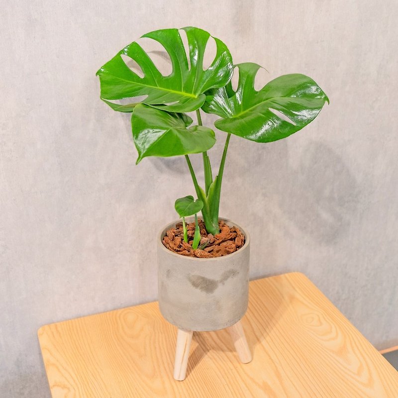 Turtle taro Cement potted plant floor-standing potted plant with small wooden legs Cement potted plant opening gift housewarming gift - ตกแต่งต้นไม้ - พืช/ดอกไม้ 