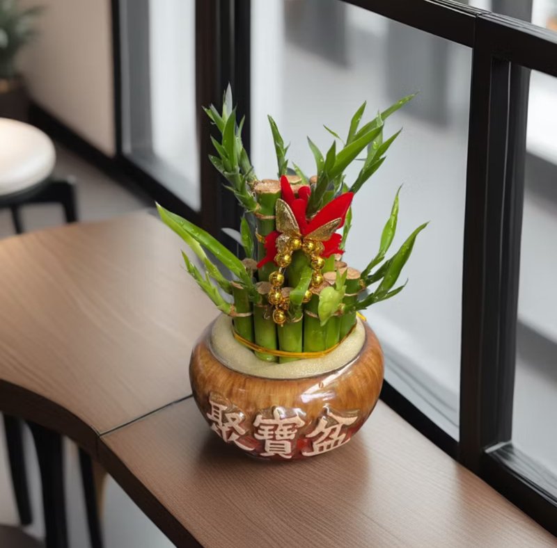 【開運竹】水植盆栽 開幕新居喬遷送禮居家店面擺設 - 盆栽/植栽 - 陶 