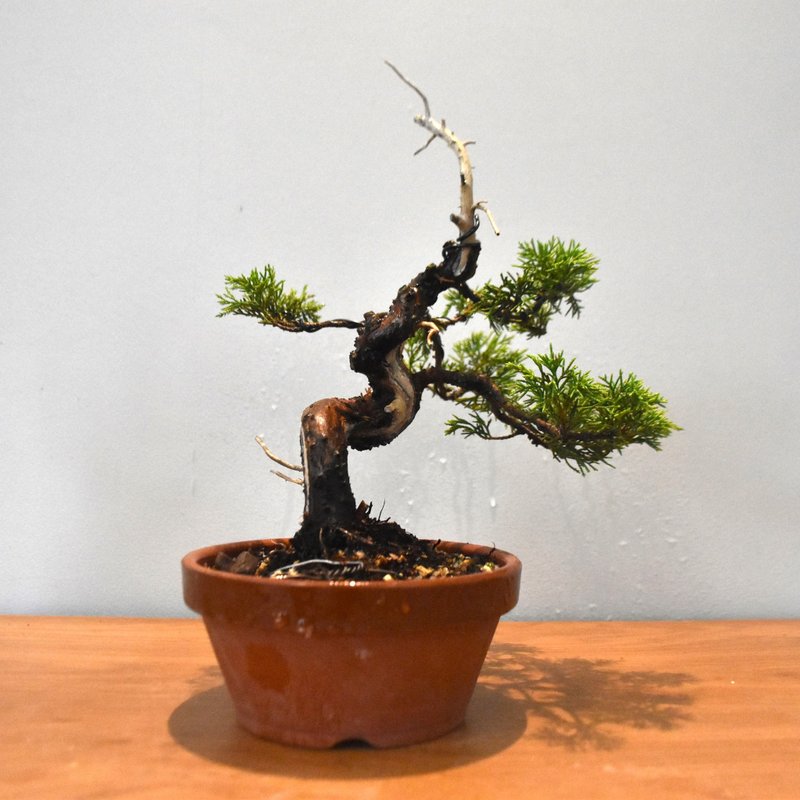 Shimpaku Juniper (Tenjin)| Bonsai Planet - ตกแต่งต้นไม้ - พืช/ดอกไม้ 