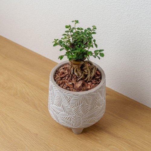 巧繪網植物館 榆樹 小樹葉紋 水泥盆栽 桌上盆栽 開幕送禮 喬遷禮物