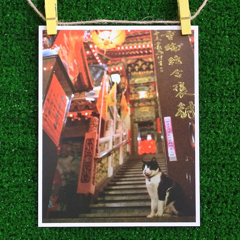 3猫屋猫写真ポストカード（写真：猫夫人）-誠実でスピリチュアル - カード・はがき - 紙 