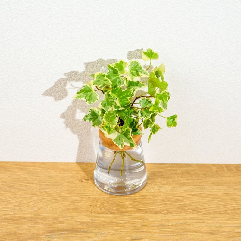 常春藤 三角水耕盆栽 室內植物 觀葉植物 禮物 水培 - 盆栽/植栽 - 植物．花 透明