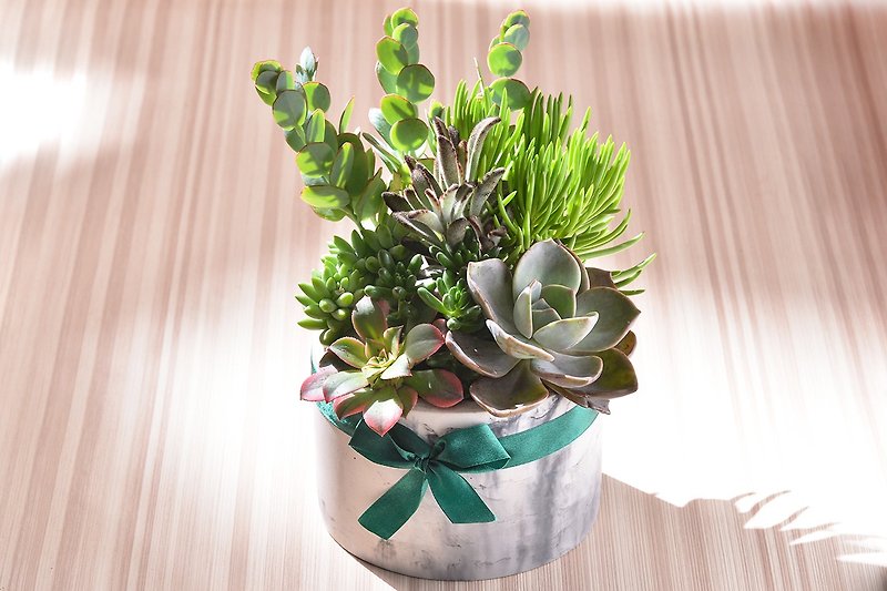 Marble green fleshy group | promotion official opening pot - Plants - Paper Gray