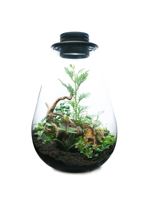 煙花蕨醒 【訂製】蕨醒科技生態瓶-龍蛋款