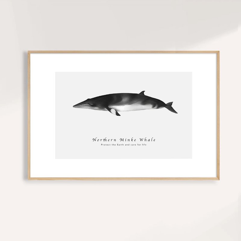 小鬚鯨 Northern Minke Whale / 海洋動物插畫掛畫/藝術無框輸出 - 海報/掛畫/掛布 - 紙 