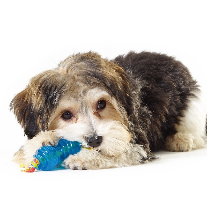 犬歯クリーナー岡ミニ2付属ペット玩具 - おもちゃ - その他の素材 