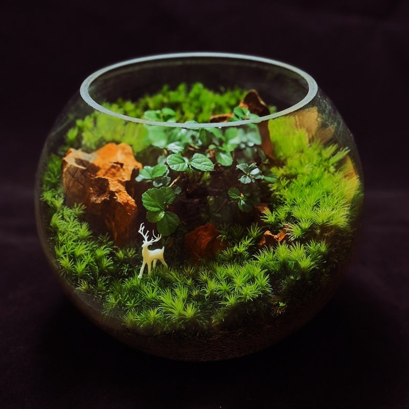 【新手友善】福鹿森林(7吋)苔蘚缸.生態缸.微景觀.生態缸.植栽 - 盆栽/植栽 - 植物．花 綠色