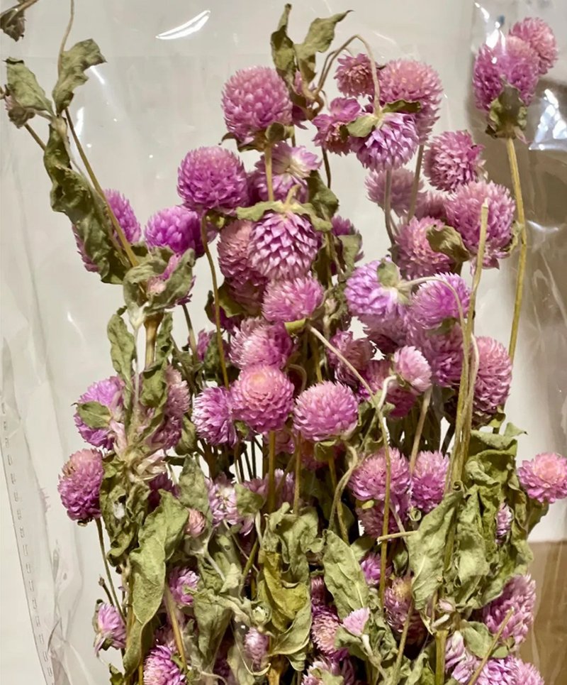 HUA禮不朽永恆的愛乾燥千日紅 - 乾燥花/永生花 - 植物．花 