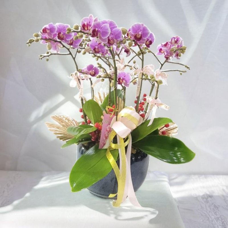 8 Small Baby Flower Phalaenopsis Orchids with festive ornaments (GF00308) - Plants - Plants & Flowers 