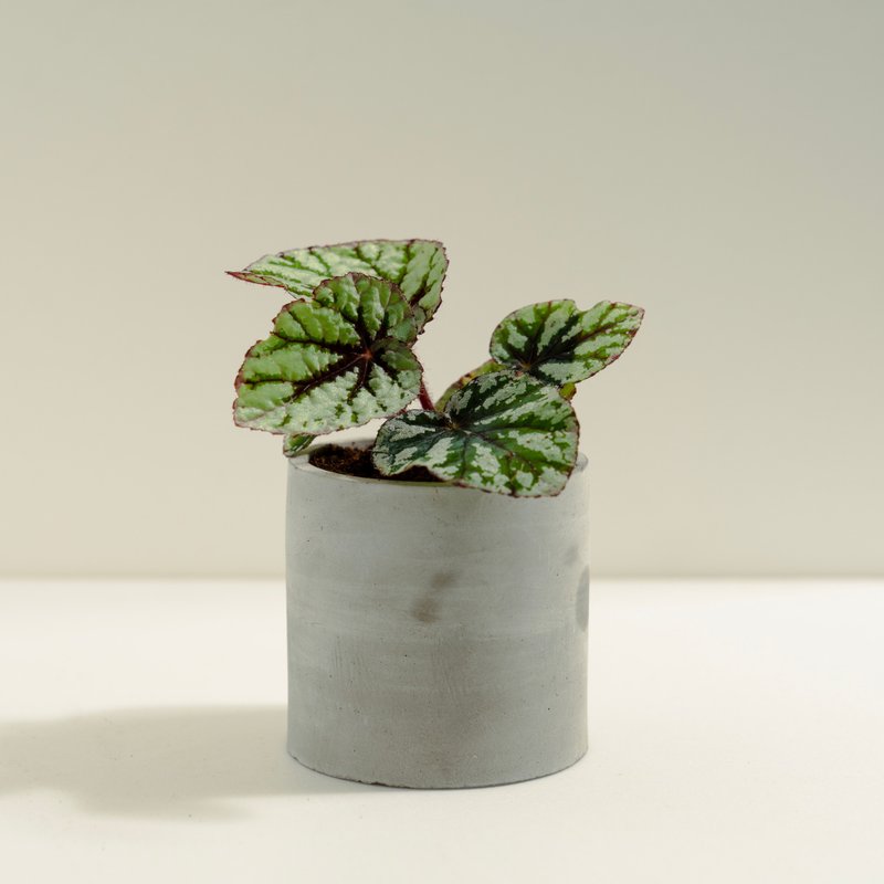 仙子秋海棠│泥作系列│福所栽 - 盆栽/植栽 - 水泥 綠色