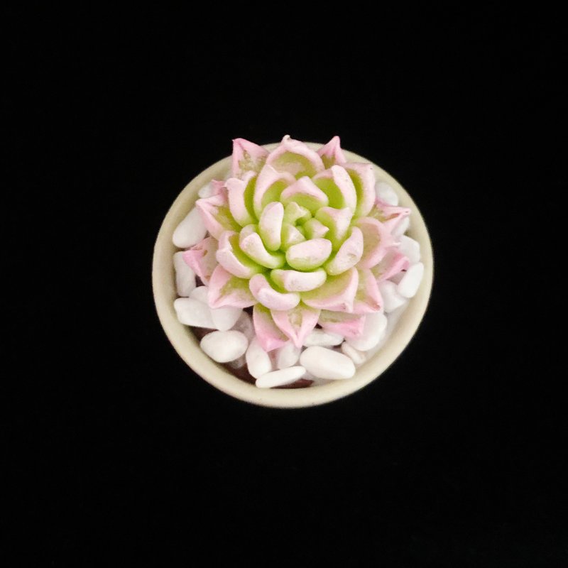 黏土多肉植物 — 月影石蓮花Echeveria elegans ' alba - 植栽/盆栽 - 黏土 