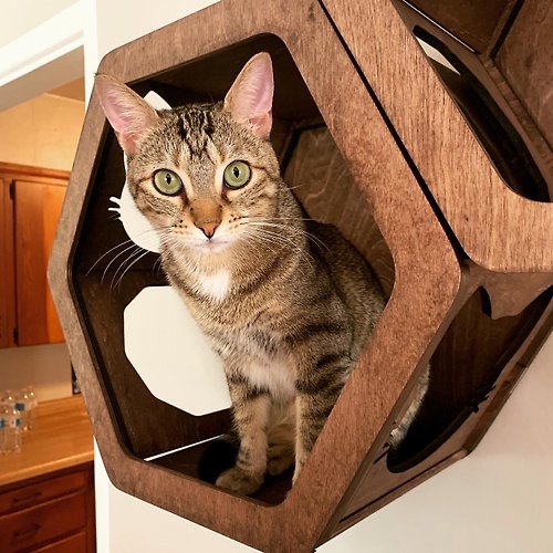 EnjoyTheWood 木製貓牆床 貓六角架 貓遊樂場小貓家具