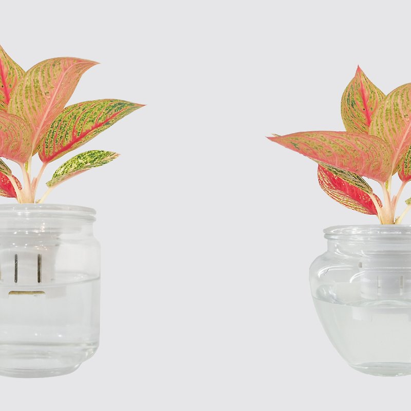 │ Glass Series│ Caifeng-Air Purifying Hydroponic Potted Plant Fish and Water Symbiosis - Plants - Plants & Flowers White