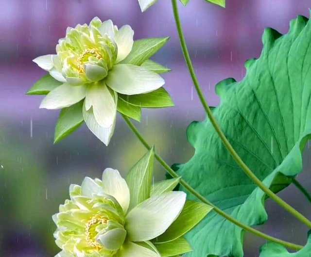 古風琉璃系列【青蓮】~荷花造型髮簪(含垂墜式流蘇) Happiness