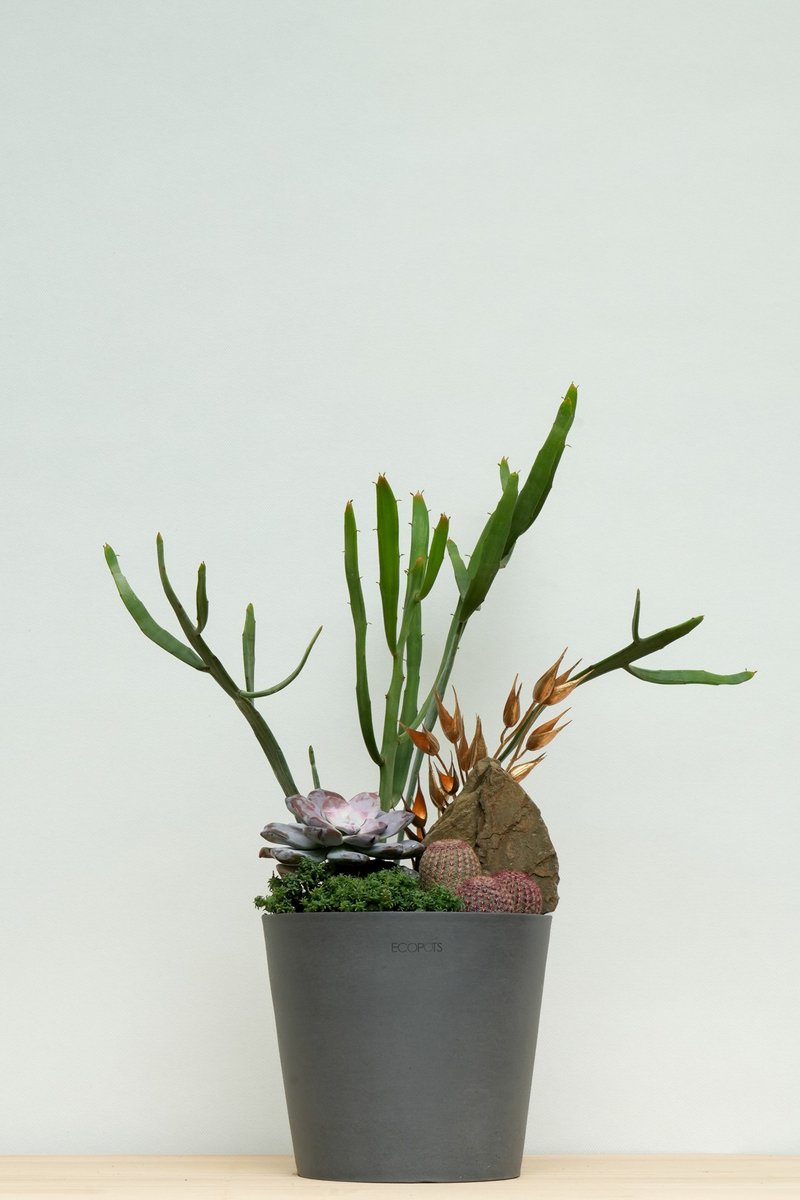 大展鴻圖多肉組盆│有植 Yuzhi - 盆栽/植栽 - 植物．花 
