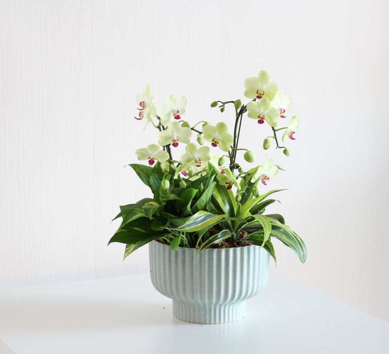 Mustard Phalaenopsis | 2 plants + foliage - ตกแต่งต้นไม้ - พืช/ดอกไม้ สีม่วง