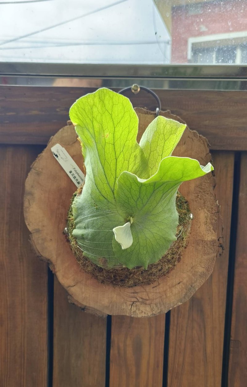 修枝果樹上板鹿角蕨 象耳 P.elephantotis 減碳生活 綠色循環 - 盆栽/植栽 - 植物．花 綠色