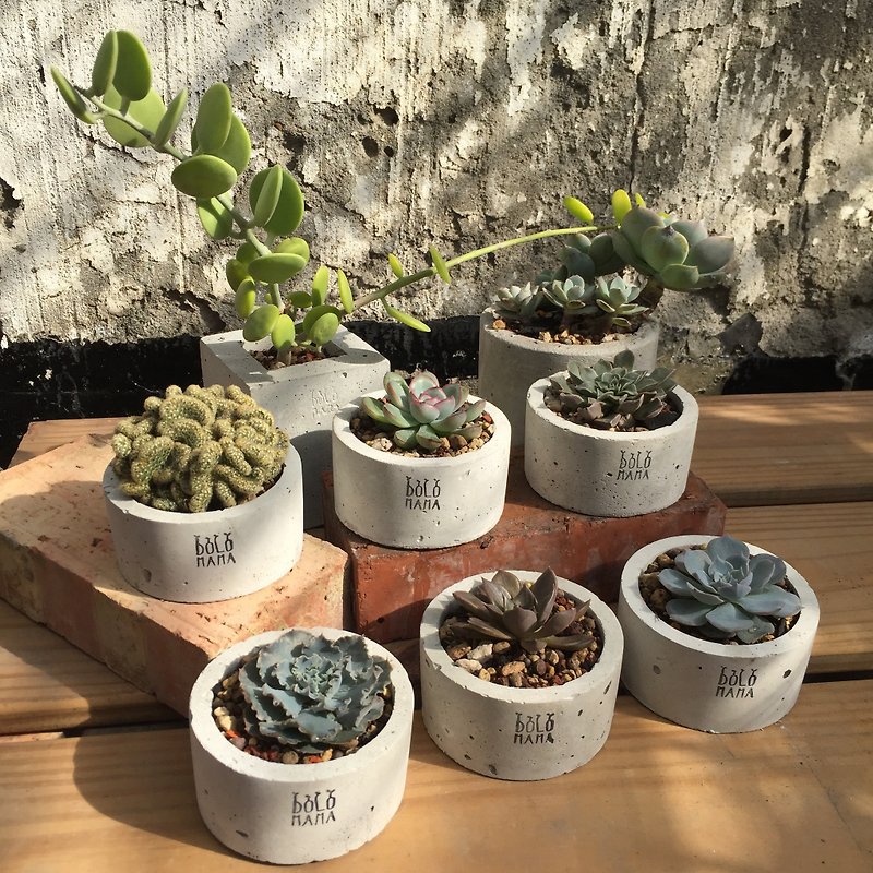 Round random plant Succulents cement potted plants exchange gifts