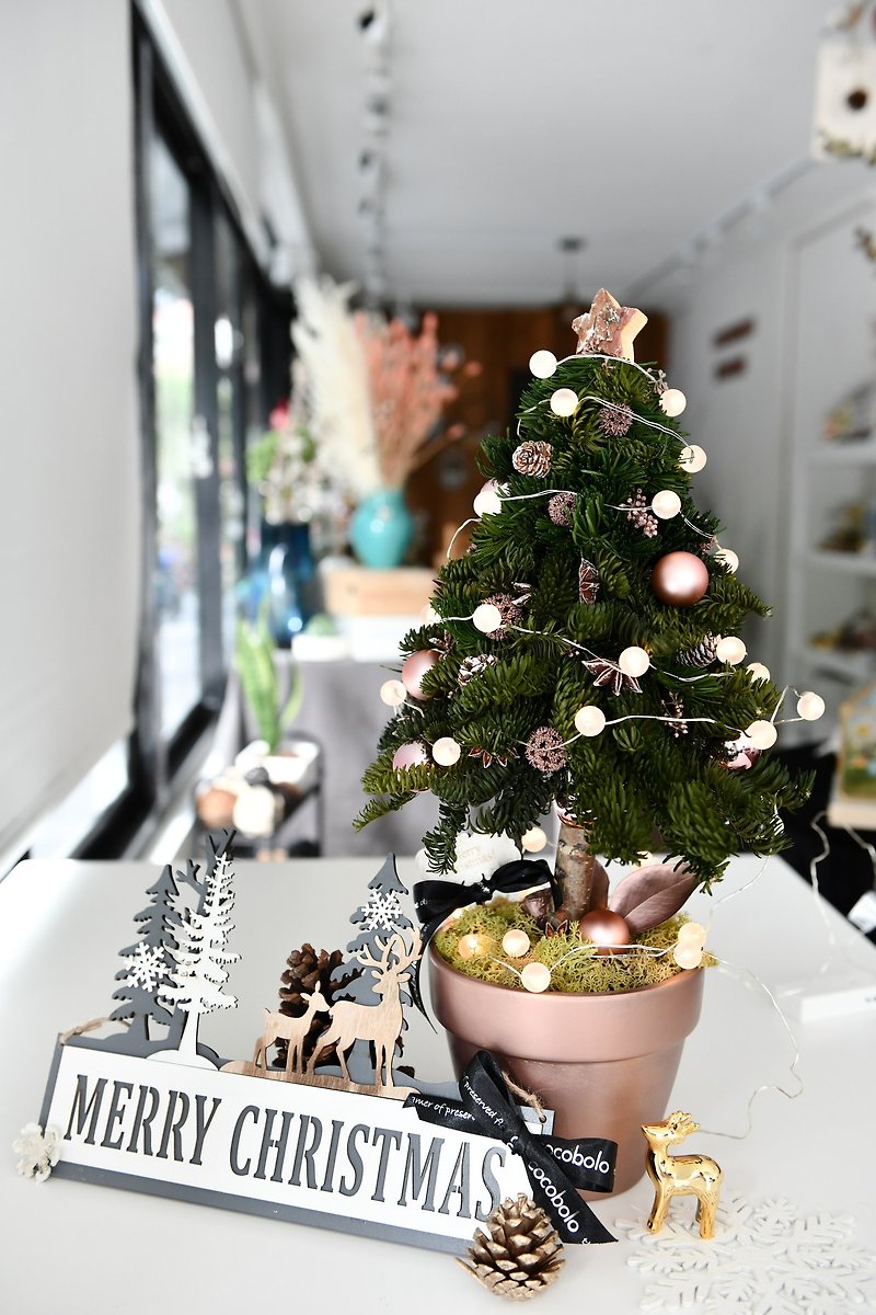 クリスマスツリー│はクリスマスツリーのポットプレゼントと一緒にいません - 観葉植物 - 寄せ植え・花 