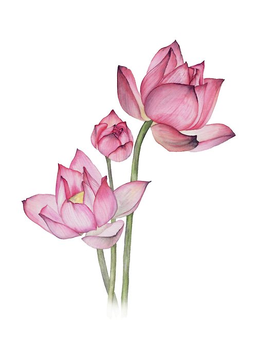 Inspiration Lotus flower watercolor