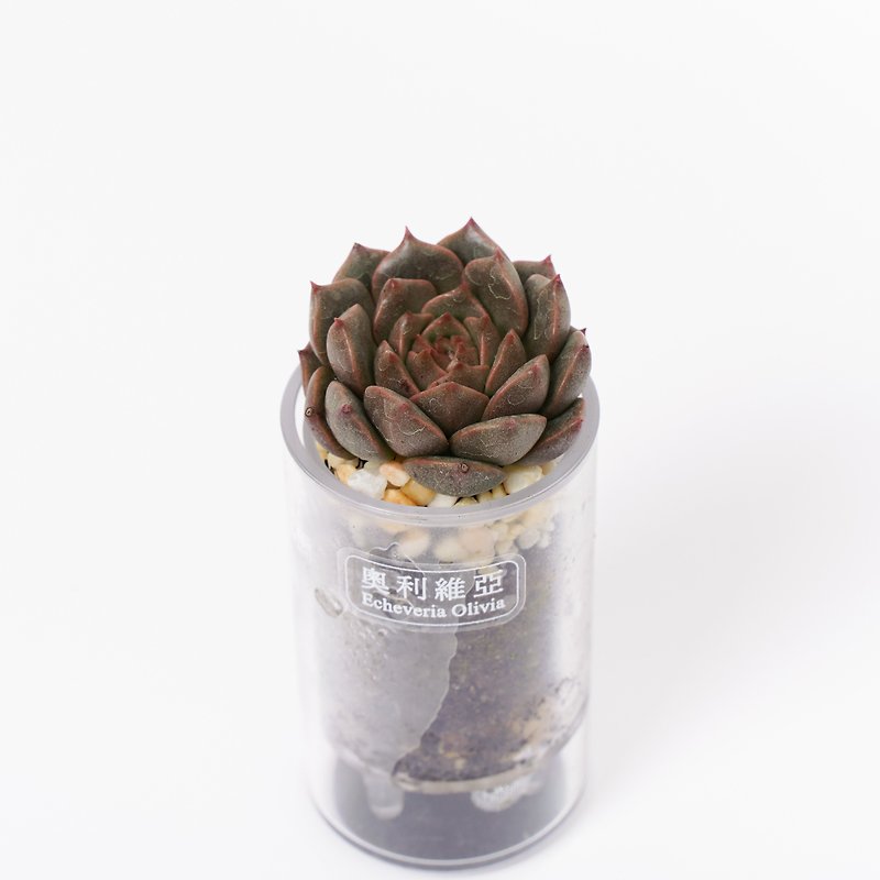 【Olivia】Succulents Smart Potting Jar | Shiguang - Plants - Plants & Flowers 