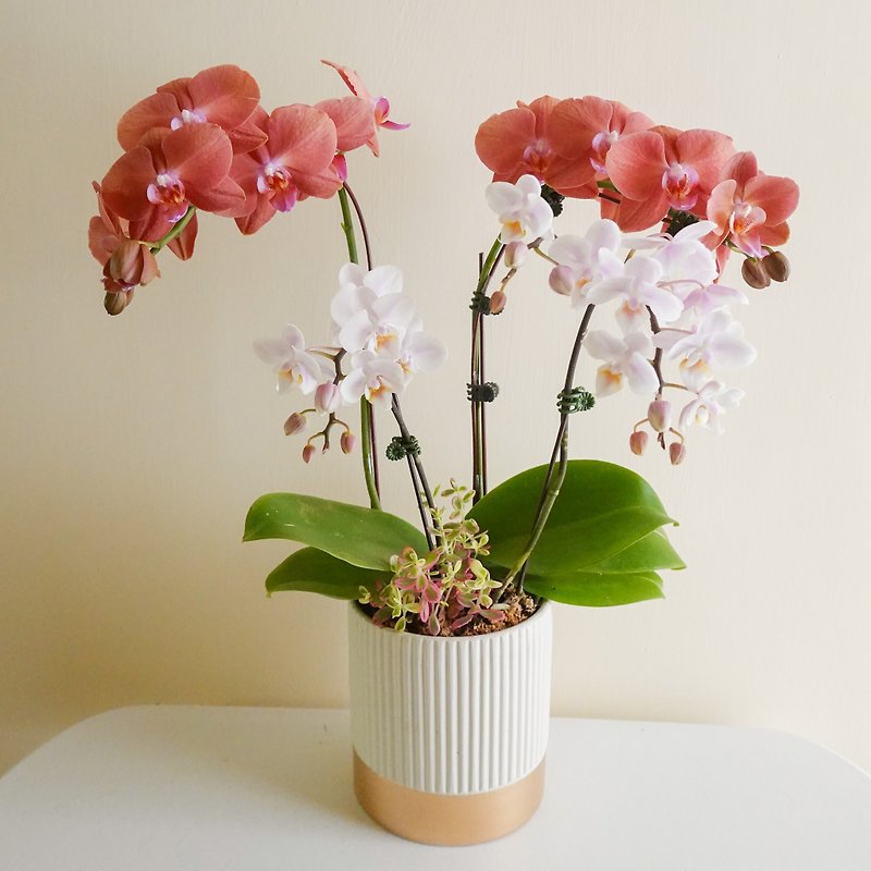 Orchid Straight Pattern Basin-Off-white 【Limited to store self-pickup / Taipei city delivery】 - ตกแต่งต้นไม้ - พืช/ดอกไม้ สีแดง