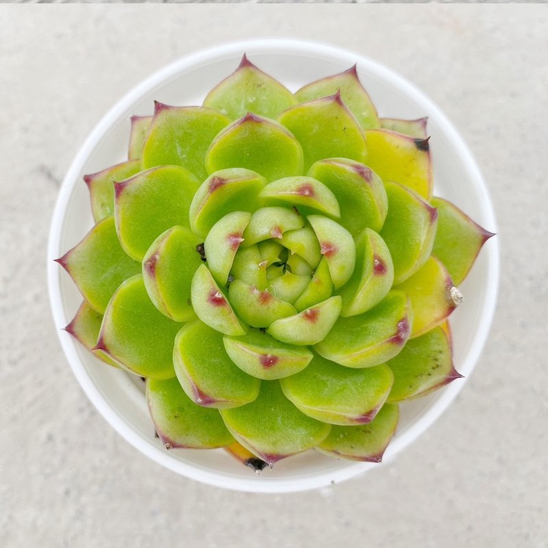 [Doudou Succulents] [Moon Stone] Housewarming│Gifts│Promotion│Succulents - Plants - Plants & Flowers 