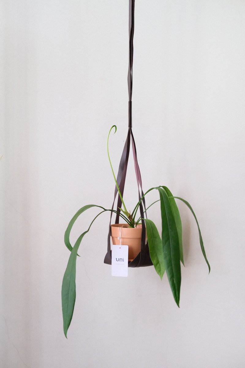 飄帶火鶴 Anthurium vittarifolium x sib皮革吊繩/一物一拍 - 盆栽/植栽 - 植物．花 