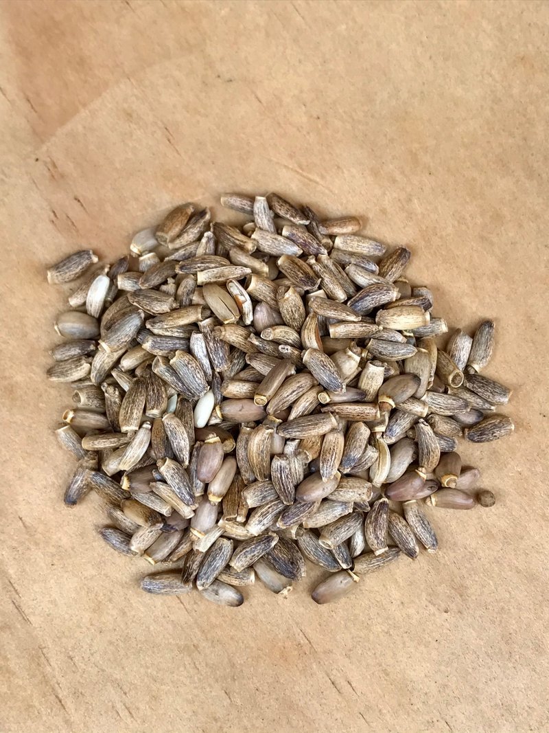 奶薊籽、水飛薊 Milk Thistle - 茶葉/茶包/水果茶 - 植物．花 