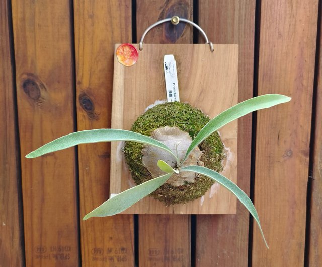 On the board staghorn fern Australian Silver P. veitchii wild