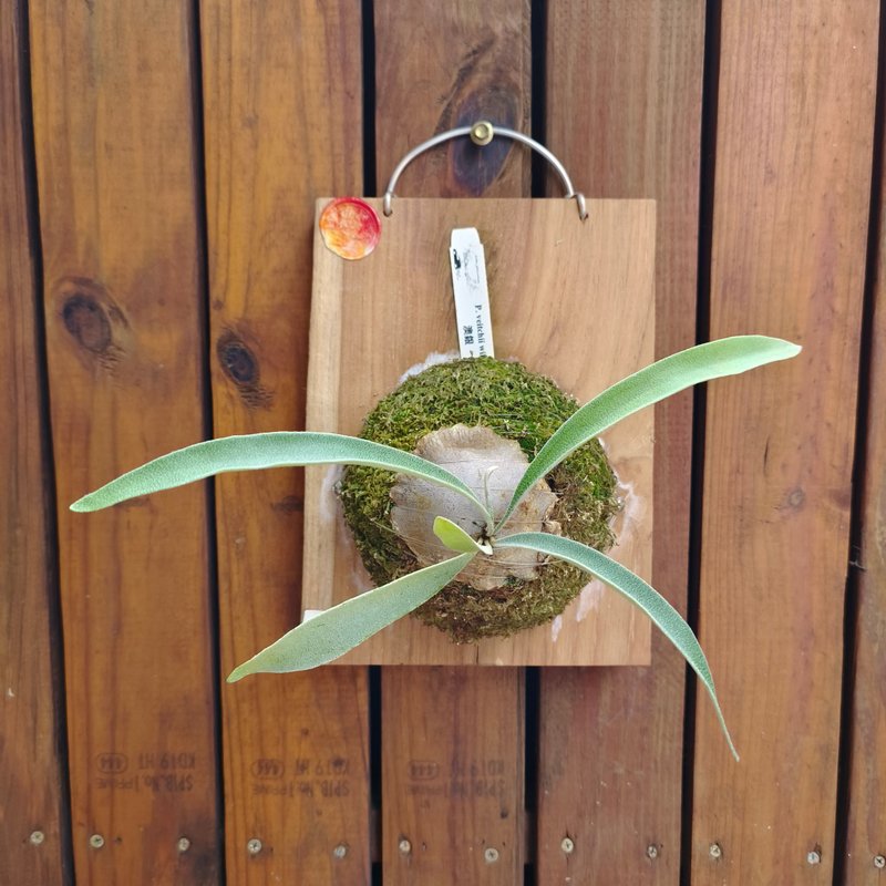 上板鹿角蕨 澳銀 P. veitchii wild 收藏級植栽 - 盆栽/植栽 - 植物．花 綠色