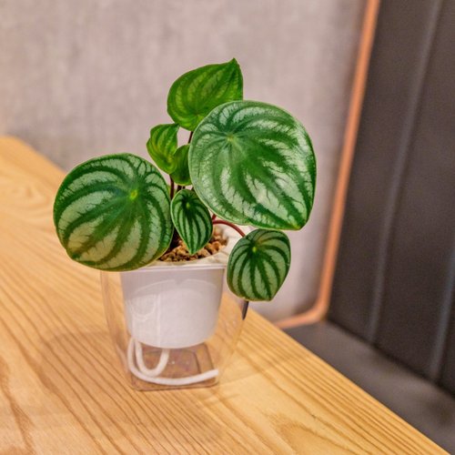 巧繪網植物館 西瓜皮椒草 免澆水方形盆栽 室內植物 觀葉植物 禮物 盆栽