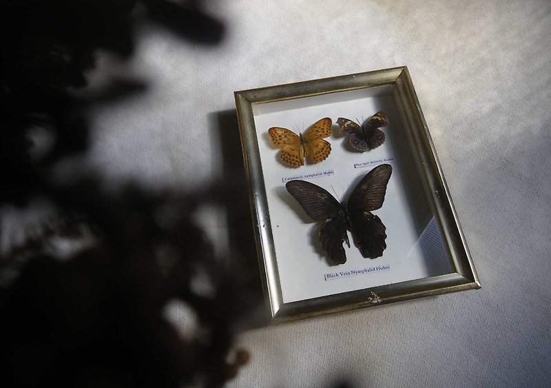 [OLD-TIME] Butterfly specimens made in early Taiwan - ของวางตกแต่ง - วัสดุอื่นๆ 