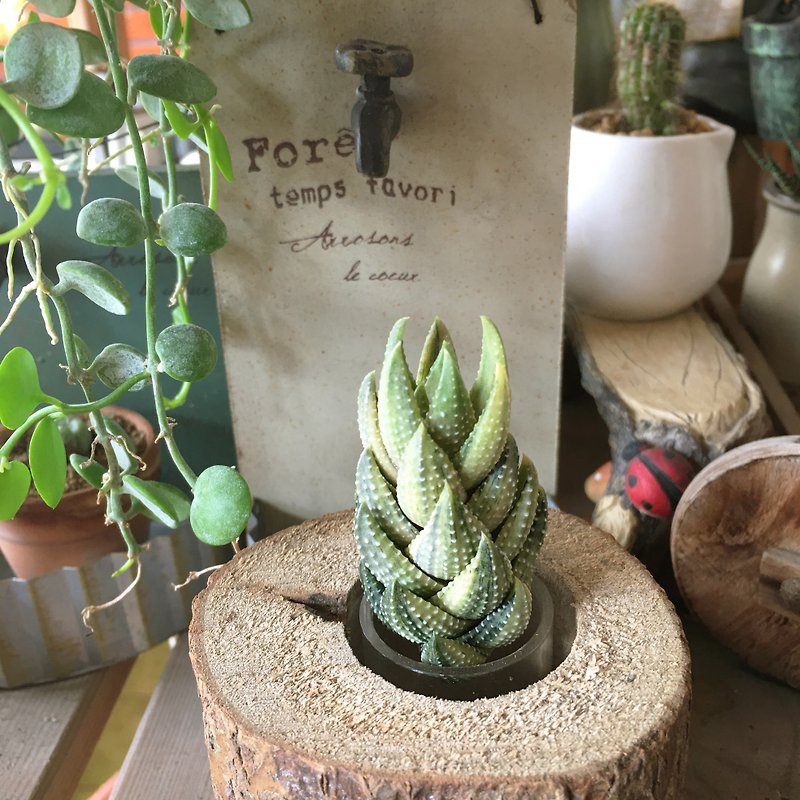 Natural vintage wooden cans (S) + 1 Succulent/Cactus - Plants - Wood Brown